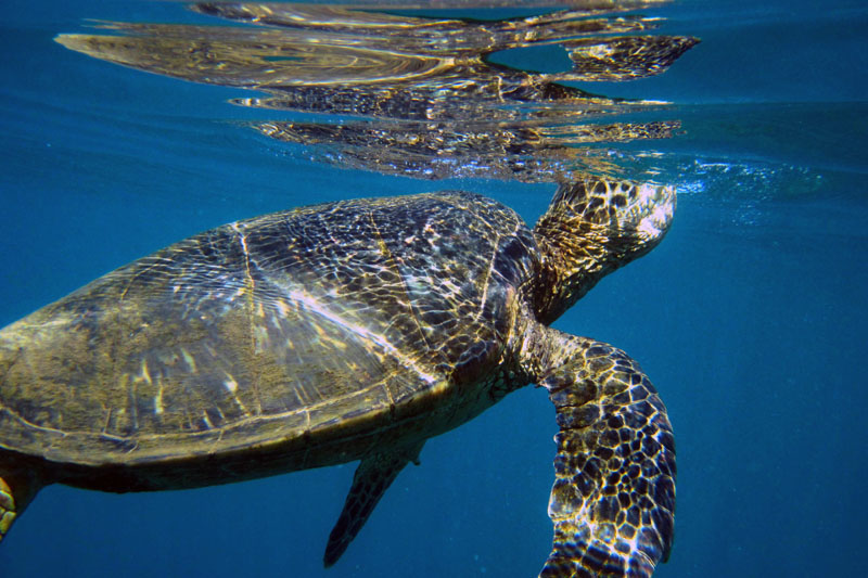 Hawaiian Sea Turtle at Nualolo Reef