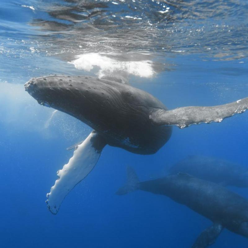 a polar bear swimming in a body of water