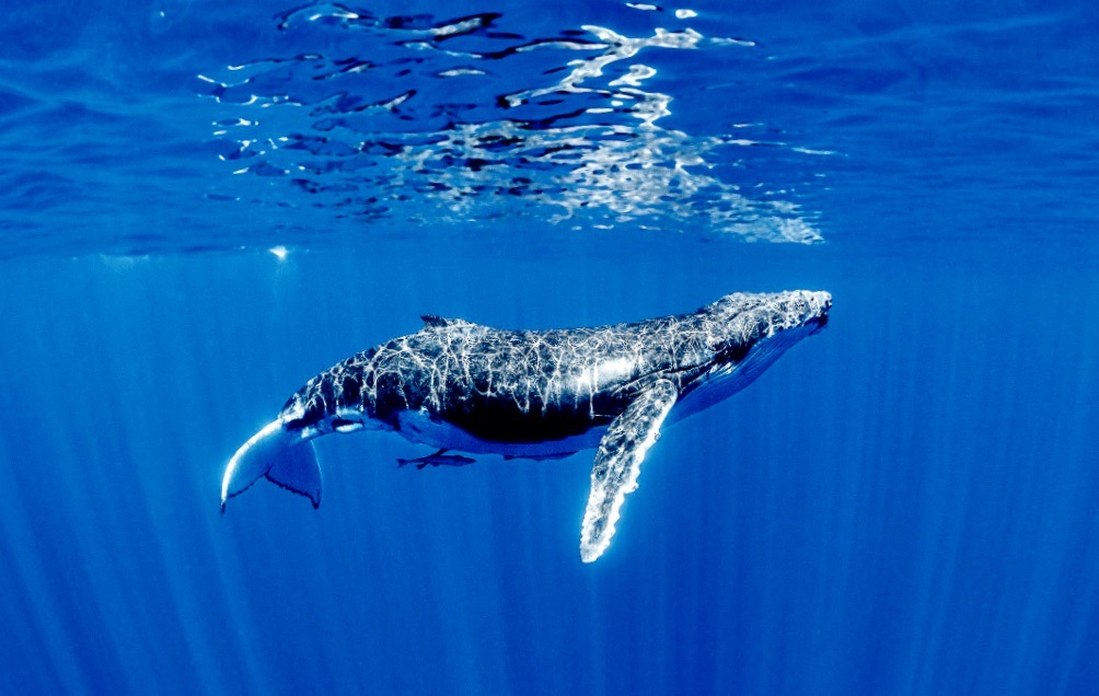 humpback an animal swimming in the water